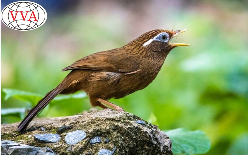 Hình 3: Chim Hoạ Mi 